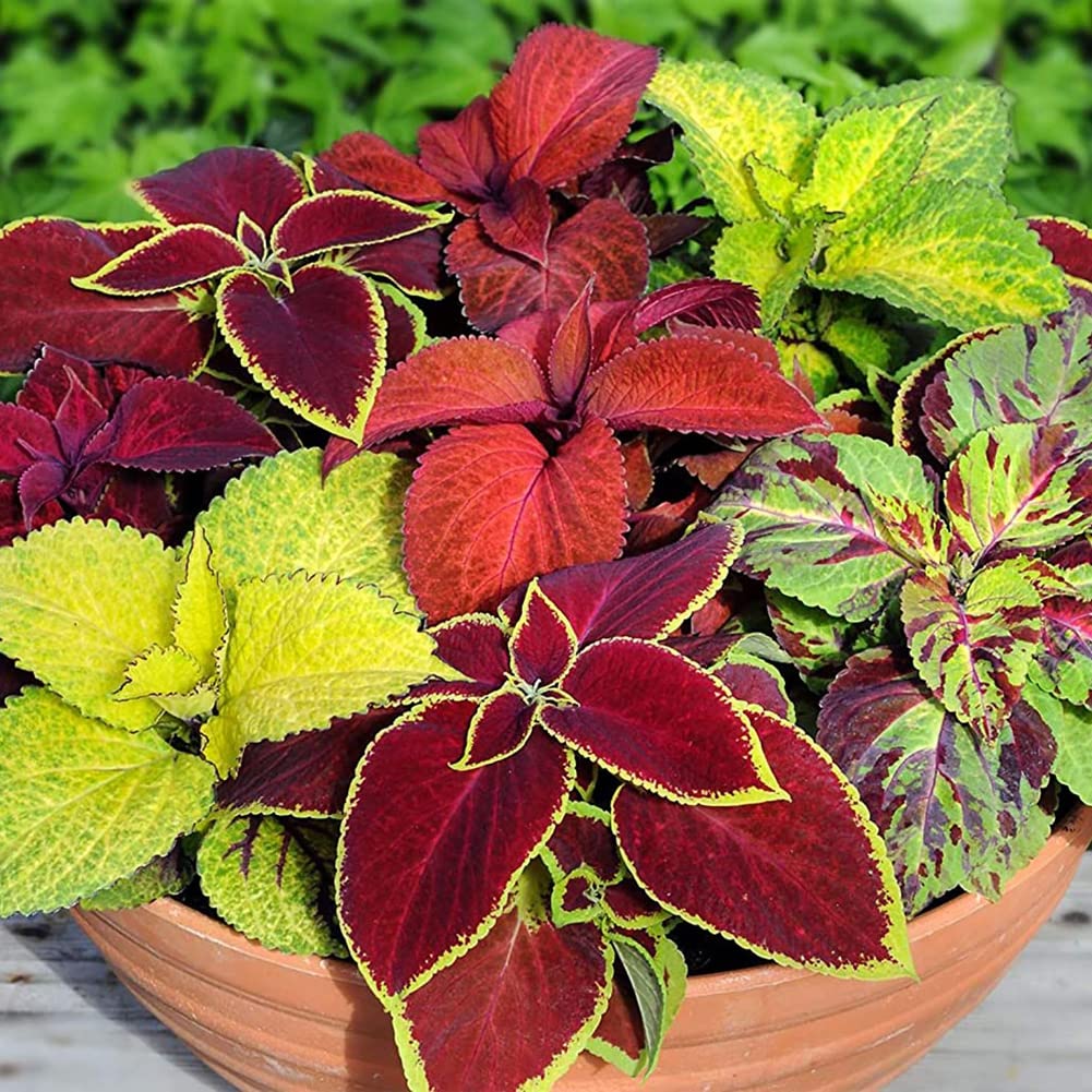 Coleus (foliage plant) for planting in garden
